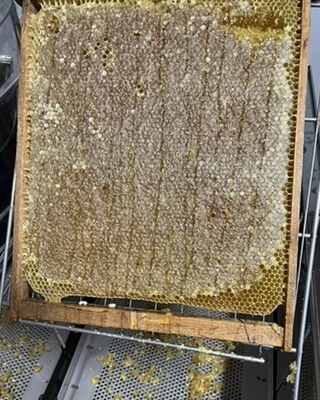 Cuadro de panal recién sacado de la colmena, con las celdas llenas de miel y selladas con cera