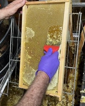 Apicultor quitando a mano la cera de un cuadro de panal con un peine desoperculador