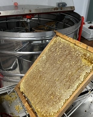 Cuadro de panal junto al extractor de miel, listo para la extracción